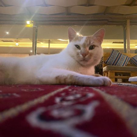 Petra Wassaif Camp 호텔 와디무사 외부 사진